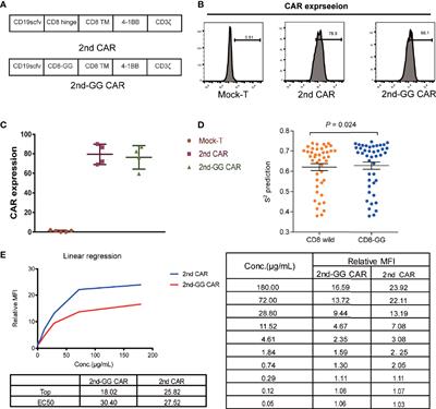 Reducing Hinge Flexibility of CAR-T Cells Prolongs Survival In Vivo With Low Cytokines Release